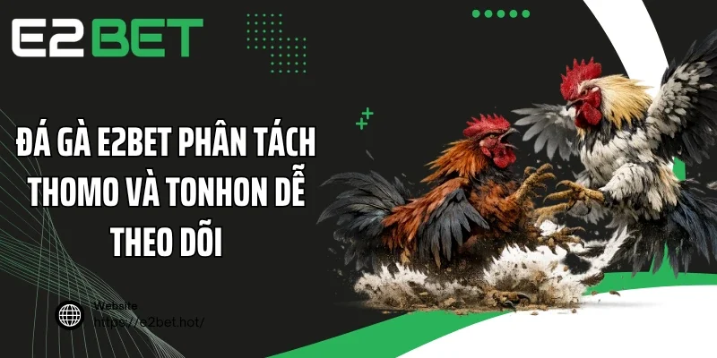 Đá gà E2BET phân tách Thomo và Tonhon dễ theo dõi