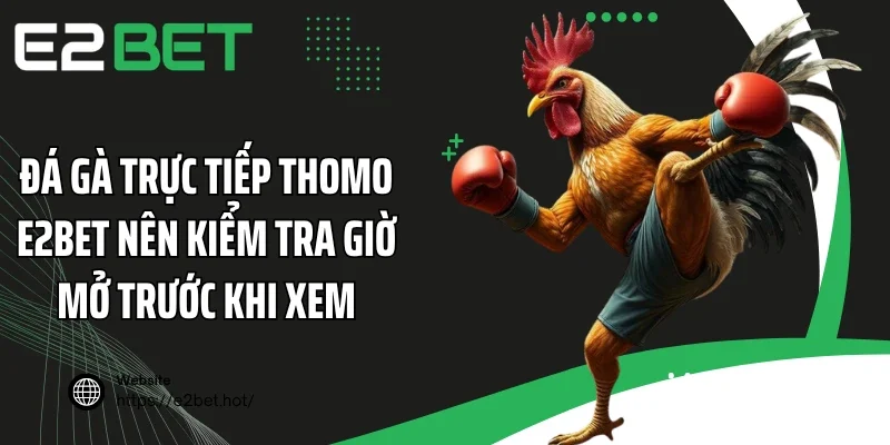Đá gà trực tiếp Thomo E2BET nên kiểm tra giờ mở trước khi xem