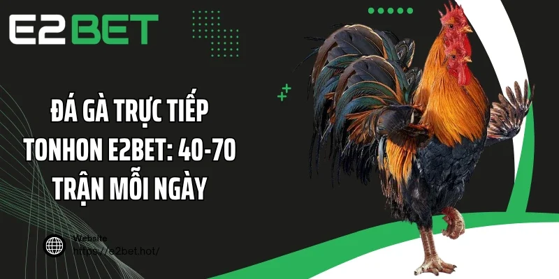Đá Gà Trực Tiếp Tonhon E2BET: 40-70 Trận Mỗi Ngày